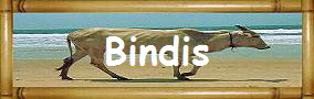 Bindis