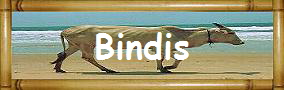 Bindis