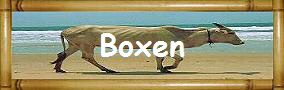 Boxen