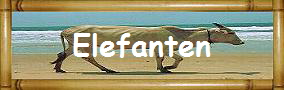 Elefanten