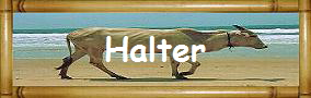 Halter