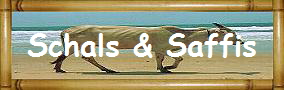 Schals & Saffis