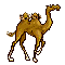 walking camel