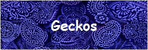 Geckos