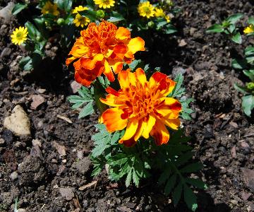 Tagetes